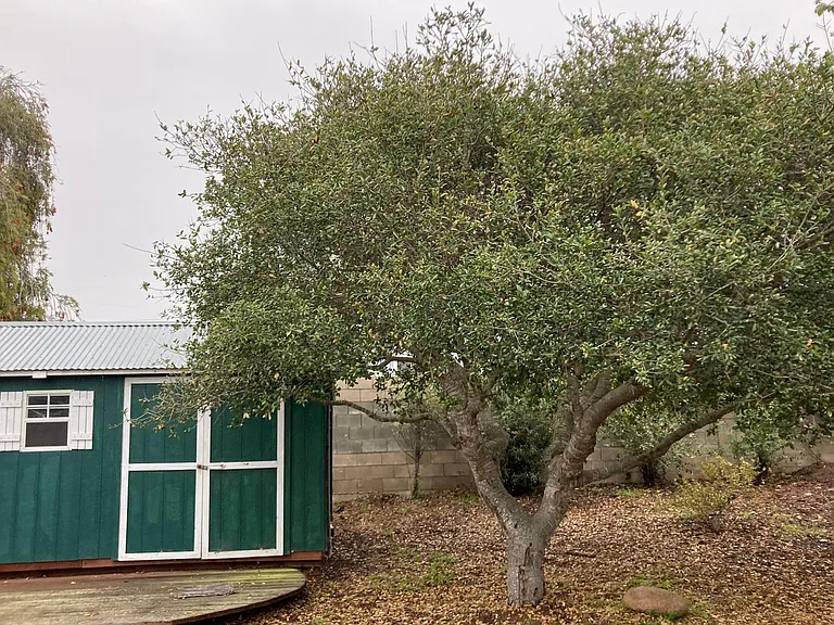 Additional storage shed