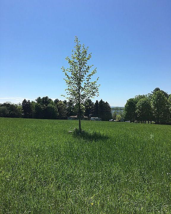 Maple tree near home site