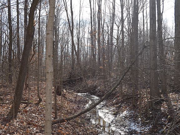 Creek looking east
