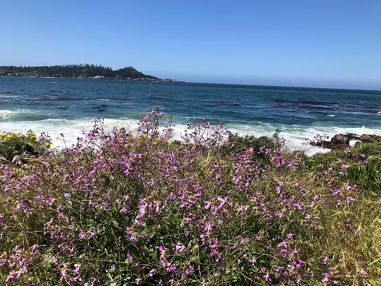 Carmel Beach