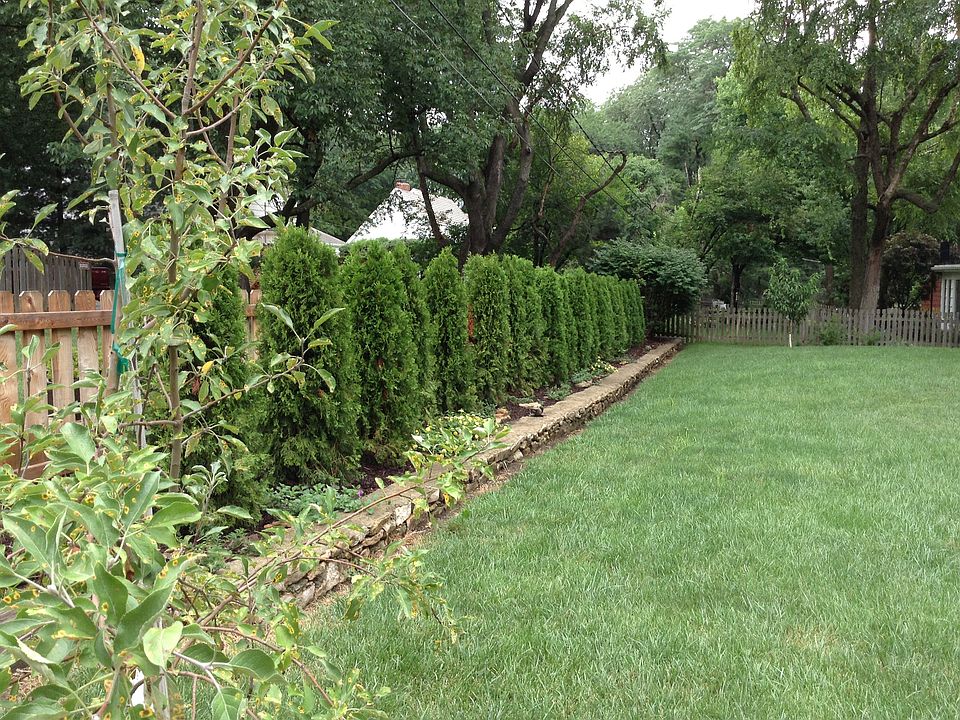 back yard with evergreens