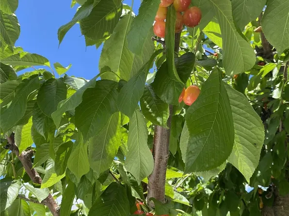 543 Jack Wells Road, Bridgeport, WA 98813