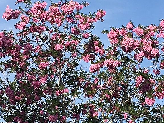 Full bloom Front yard