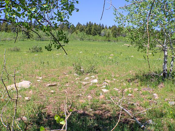 View from edge of aspen trees across open area