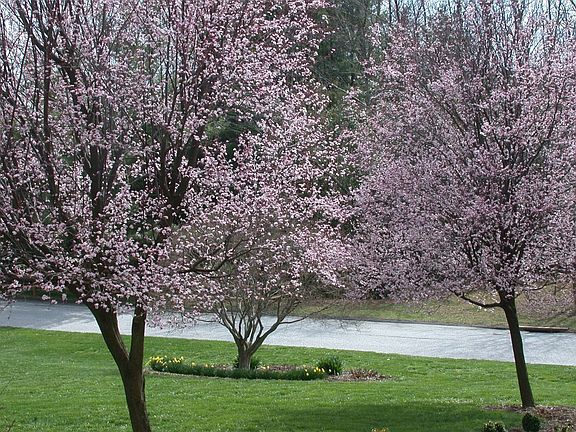View from kitchen-April 2008