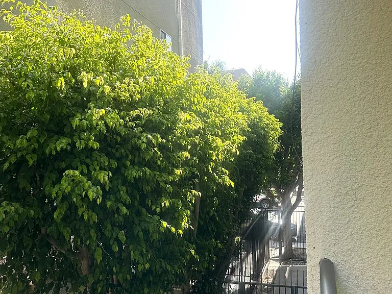 1234 Las Palmas Ave — Photo 9