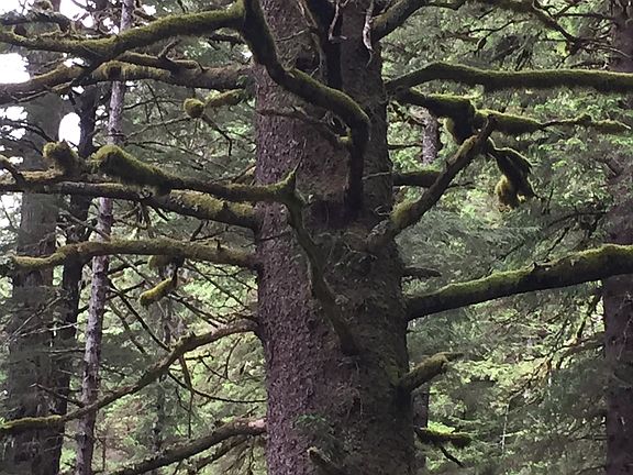 This tree is 24 feet around!