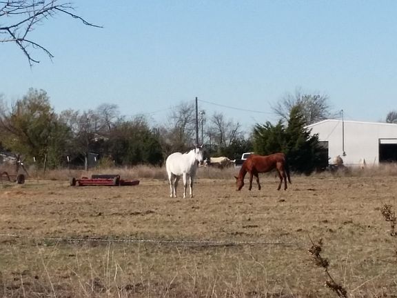 (c) 2017 Wilson'sTimberRidge