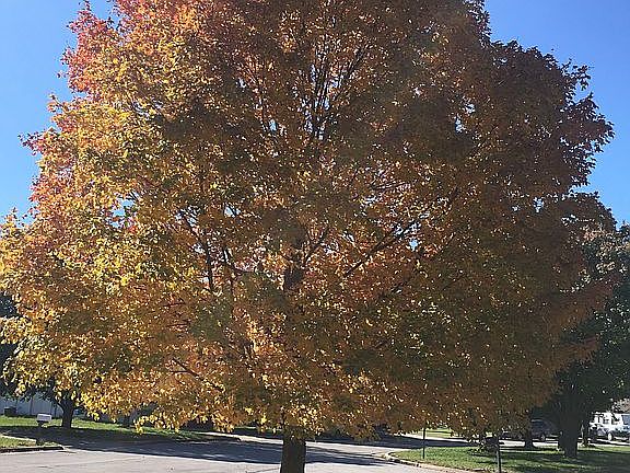 Front Yard Maple Tree Fall