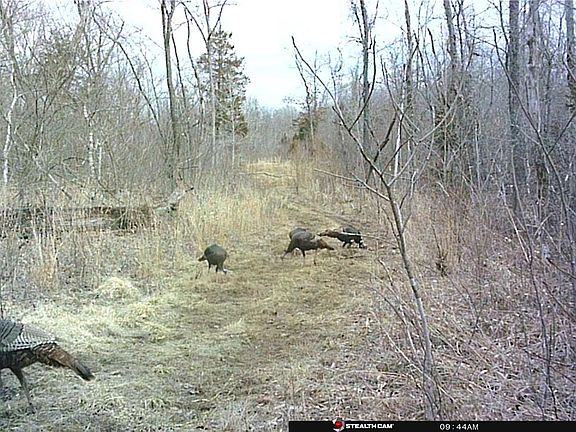 2nd image of 3 Bucks Crossing Ln