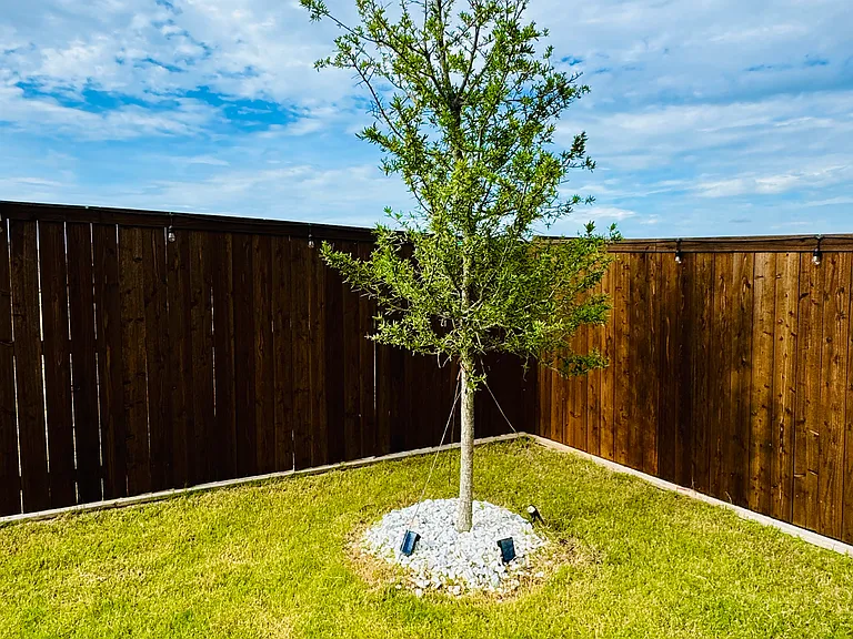 Beautifully maintained backyard featuring a young ornamental tree with decorative stone landscaping and accent lighting, creating a peaceful and inviting outdoor space.