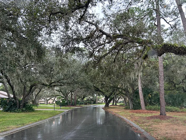 Mature canopy lines the roads
