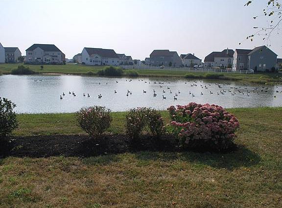 Pond View from Back Yard