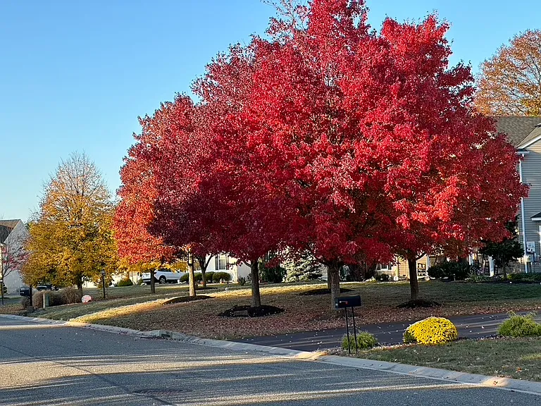 Front fall foliage.