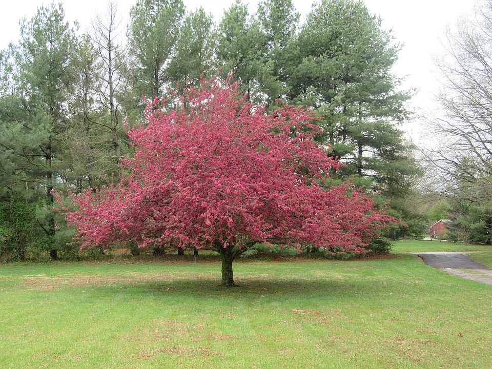 Spring splendor