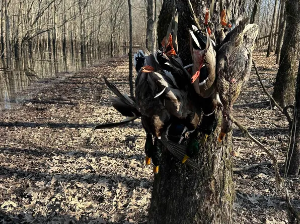 0 N Stokes Rd, Bald Knob, AR 72010