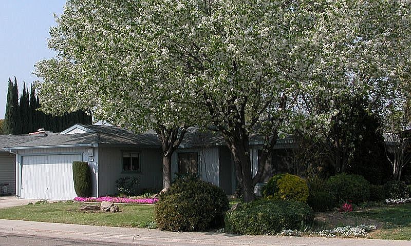 1581 Scott Ave. - Spring