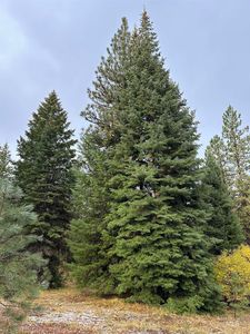 Tbd Whitefield Ln, McCall, ID, 83638