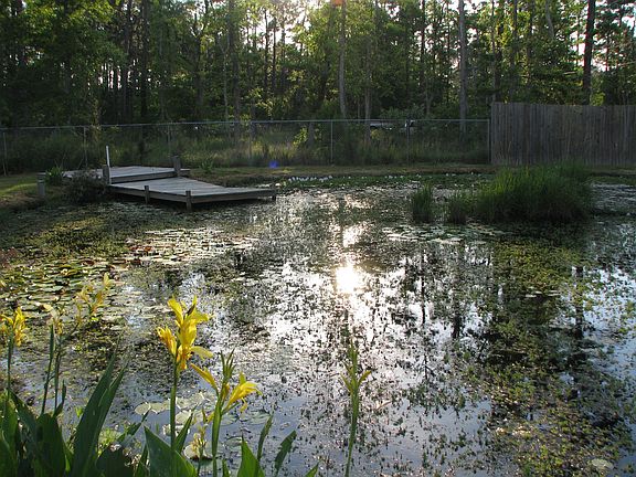 Pond