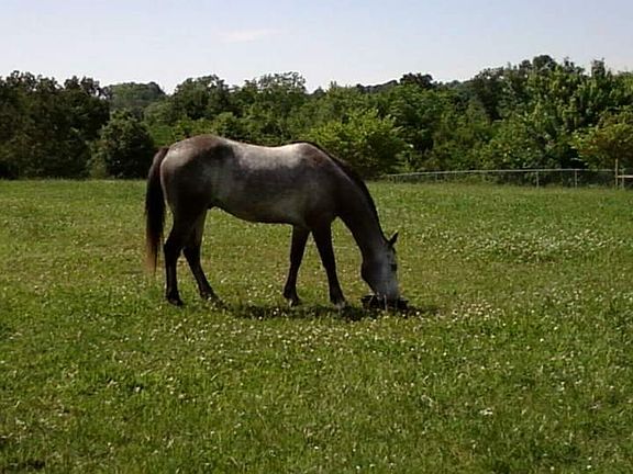 Back yard fenced for horse. 