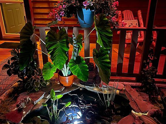 Goldfish pond at night!