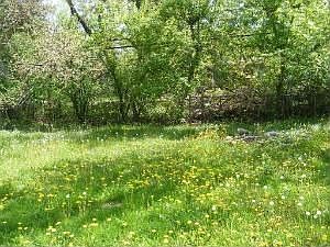 Large Fenced Backyard