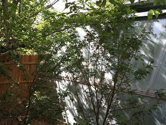 Greenhouse