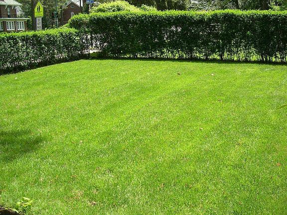 Front yard