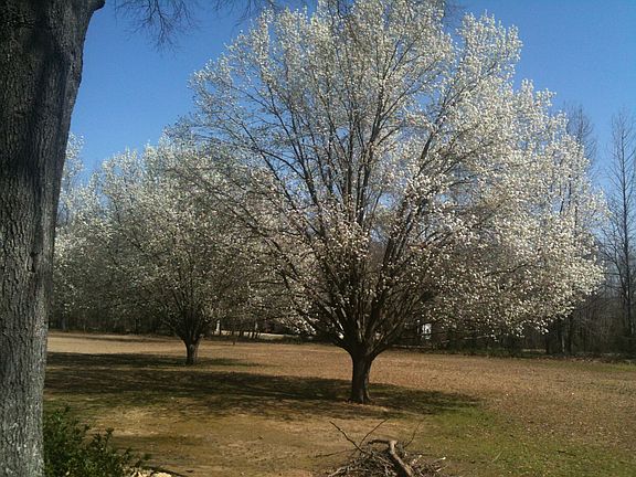 Part of Backyard