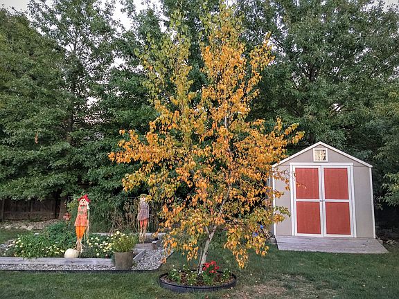 Garden & New Shed