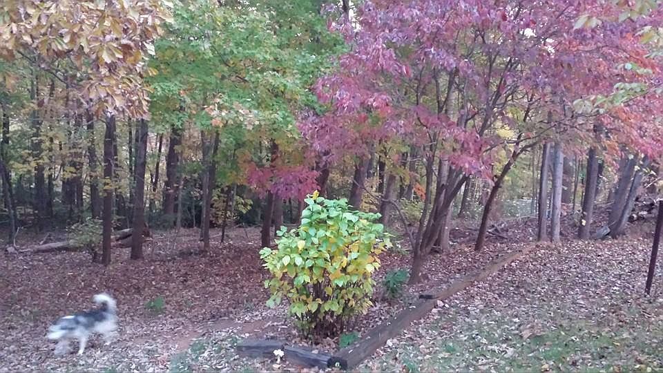 1st image of 241 Haynesworth Dr
