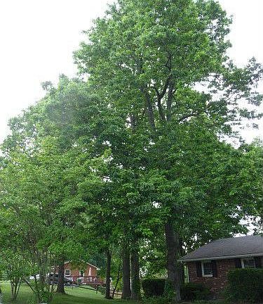 4th image of 4320 Cumberland Dr SE