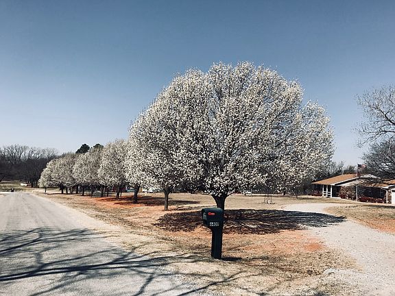 Early spring Pear trees