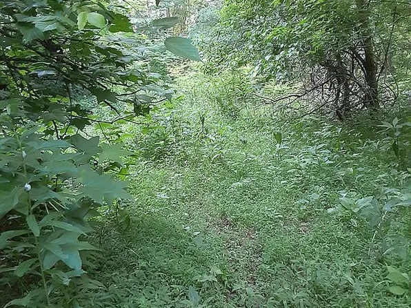 4535 Pawpaw Rd, Thorn Hill, TN 37881