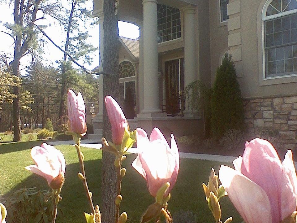 Magnolias bloom in April