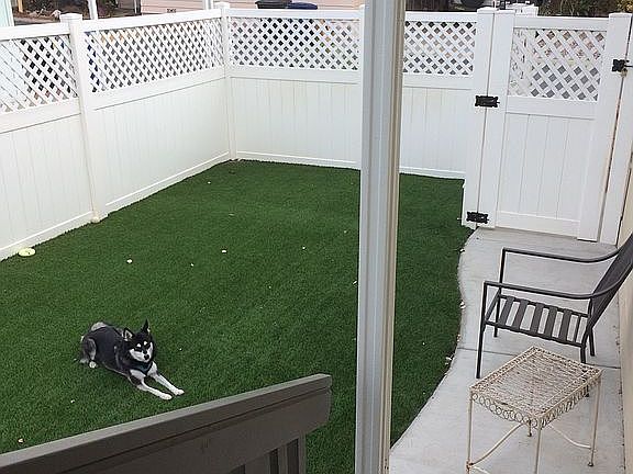 Pro Astroturfed lawn