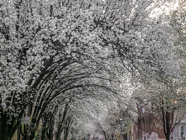 11th Street in Spring. Interior photos forthcoming.