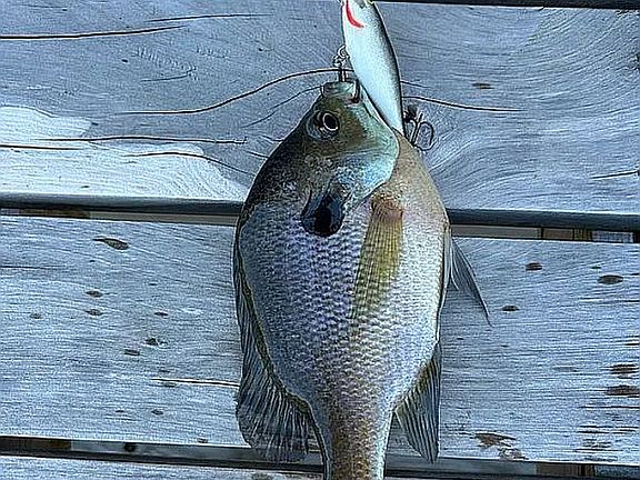 Bluegills are always hungry!