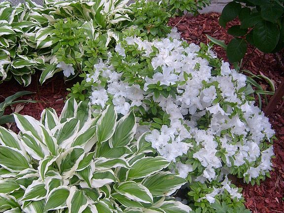 Delaware white azalea