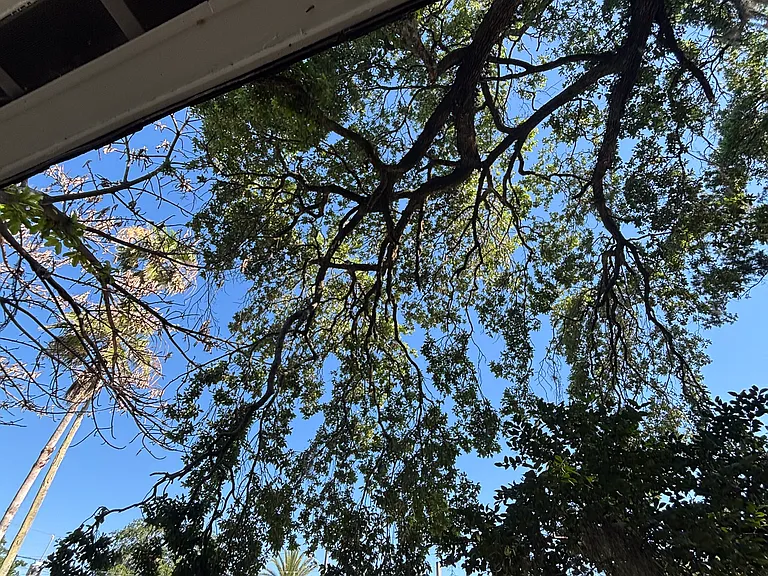 Shady Oak Tree
