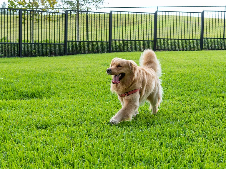 Dog Park