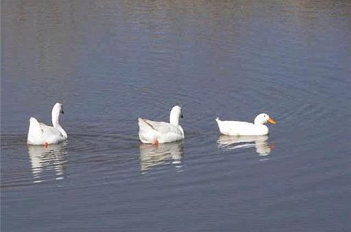 3rd image of 828 White Tail Trl Lot 8