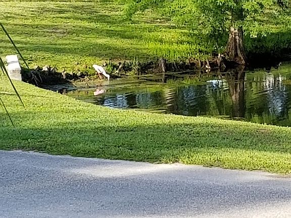 view of one end of pond