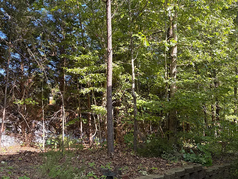 Backyard now
