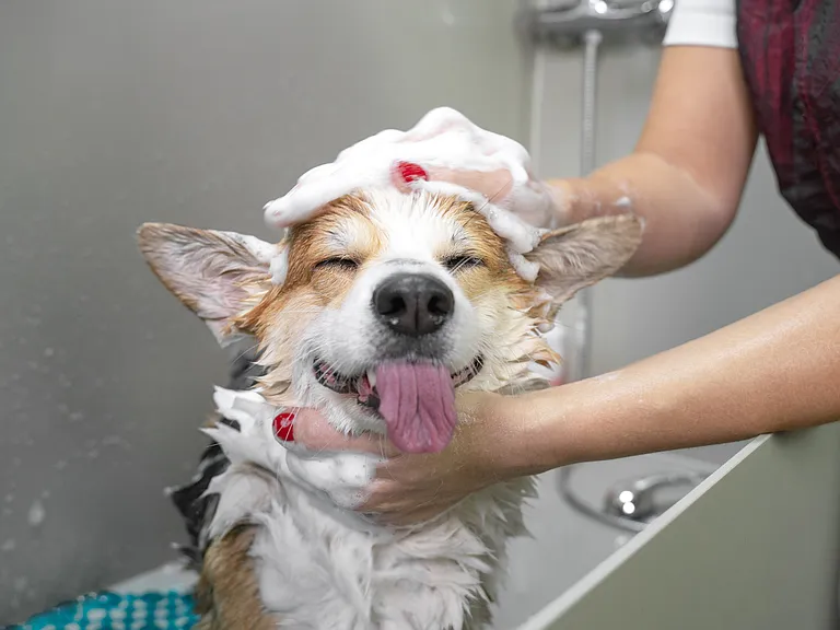 Pet Washing Station