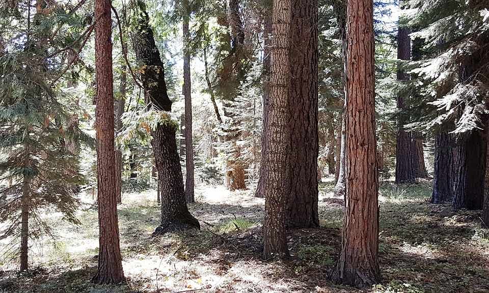 1st image of 3-E Red Fir Dr