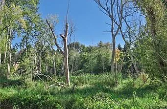 Nature Preserve Across Street