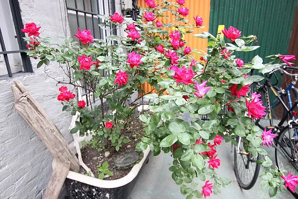 Rented by Bedford 6 Real Estate | media 21