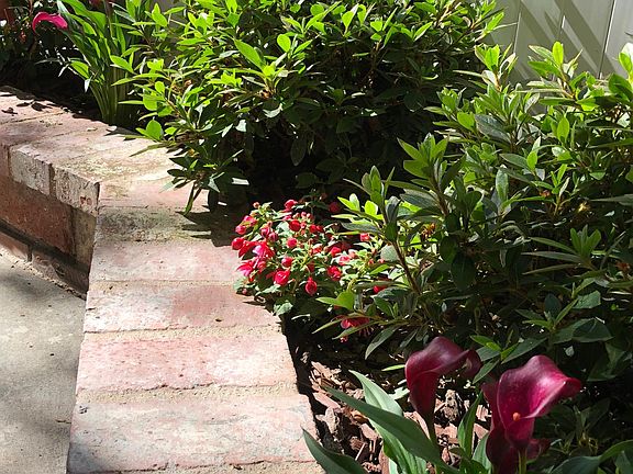 Fuchsia and Calla Lilies offer easy color