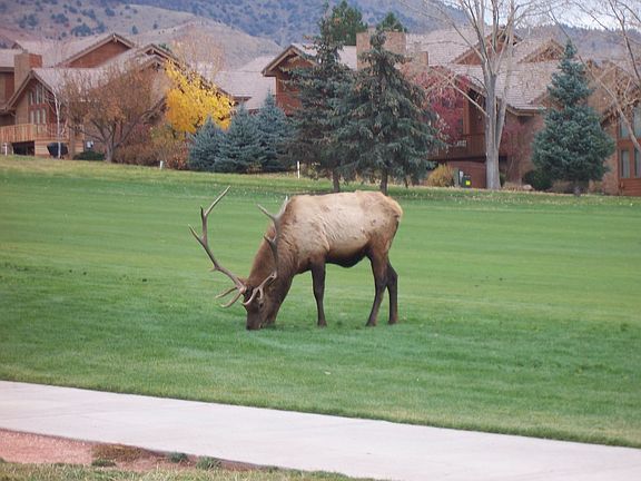 Bull elk on the golf course